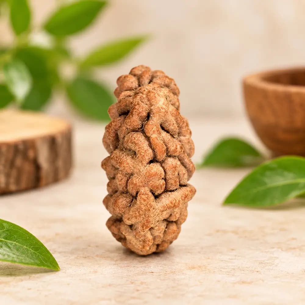 1 Mukhi Kaju Rudraksha