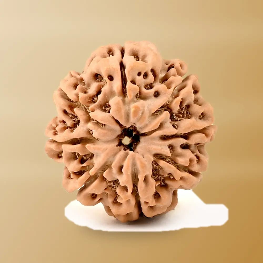 8 Mukhi Nepal Rudraksha