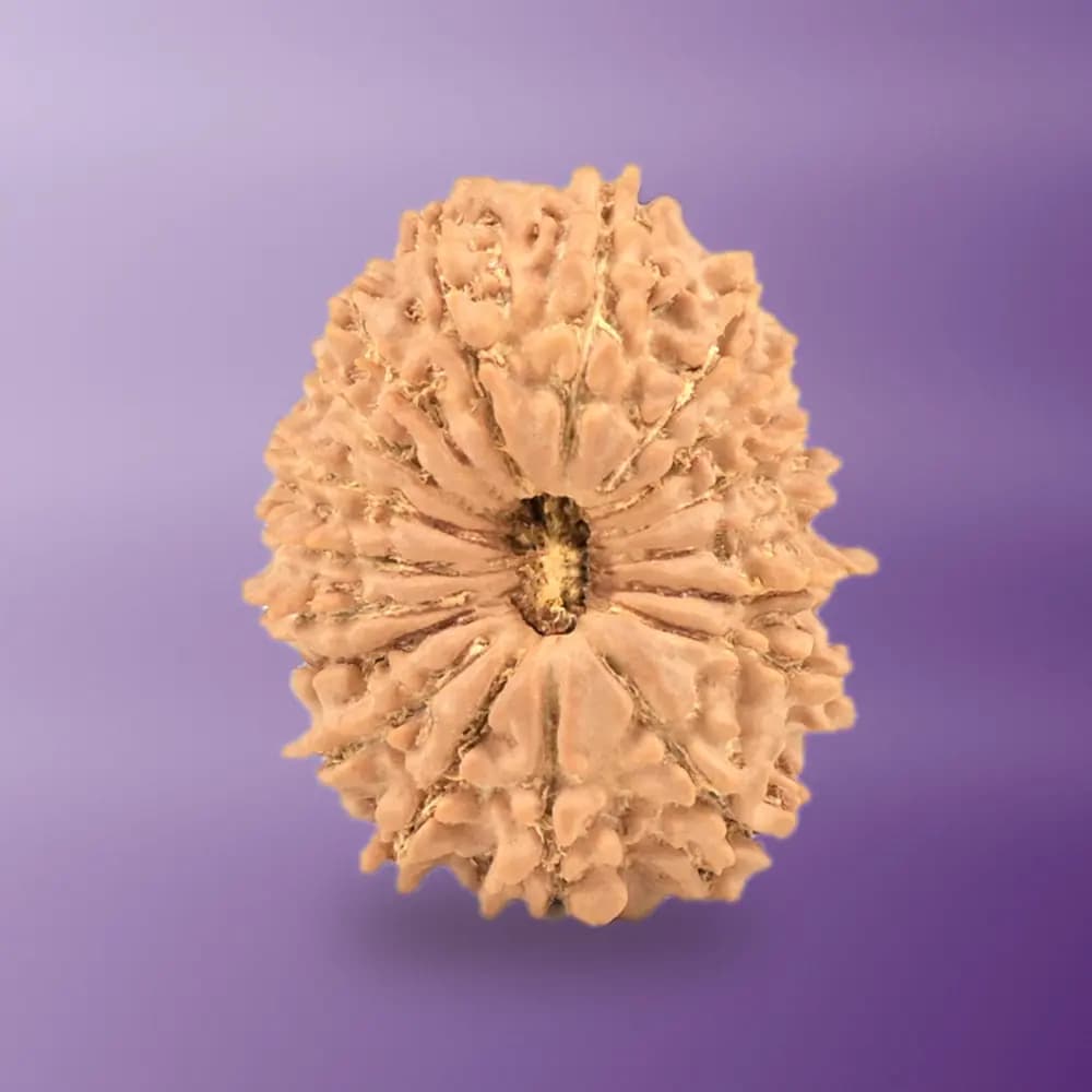 18 Mukhi Nepal Rudraksha