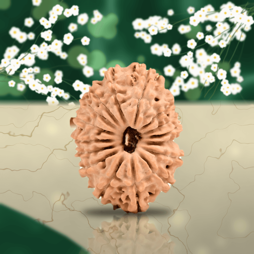 16 Mukhi Nepal Rudraksha Small 19mm