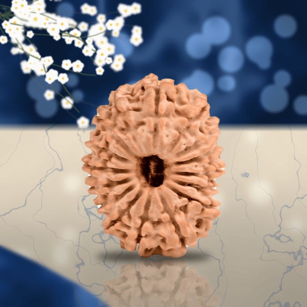 16 Mukhi Nepal Rudraksha Small 20mm