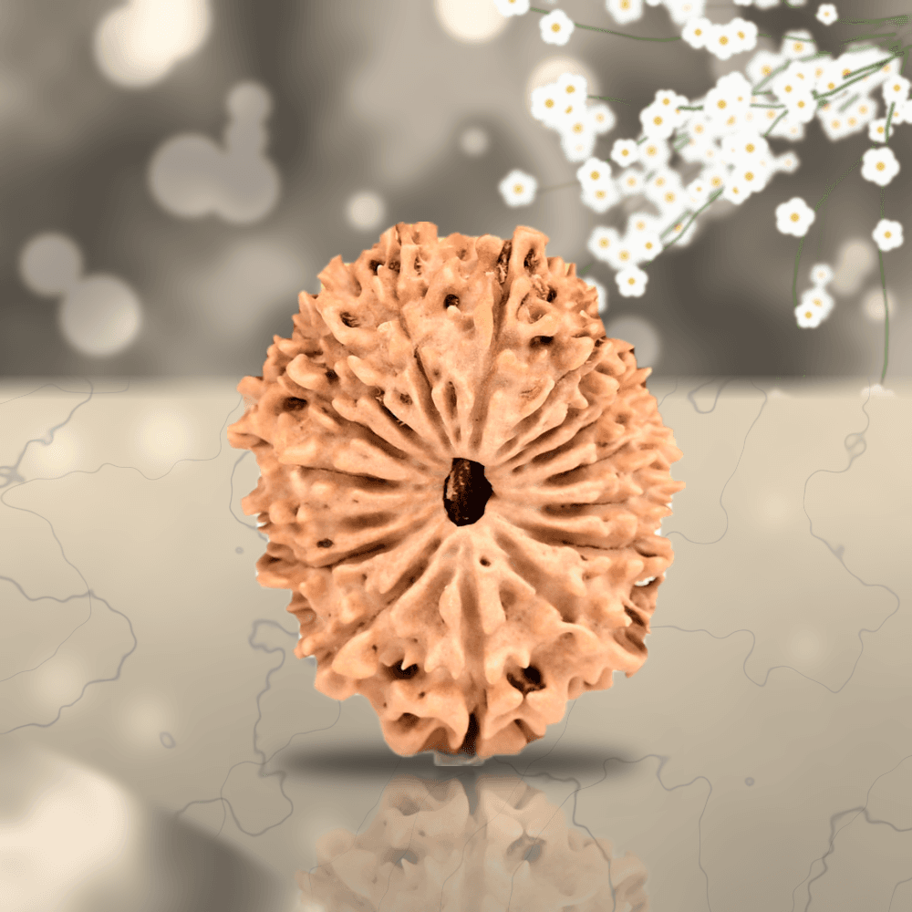 16 Mukhi Nepal Rudraksha Small 22mm