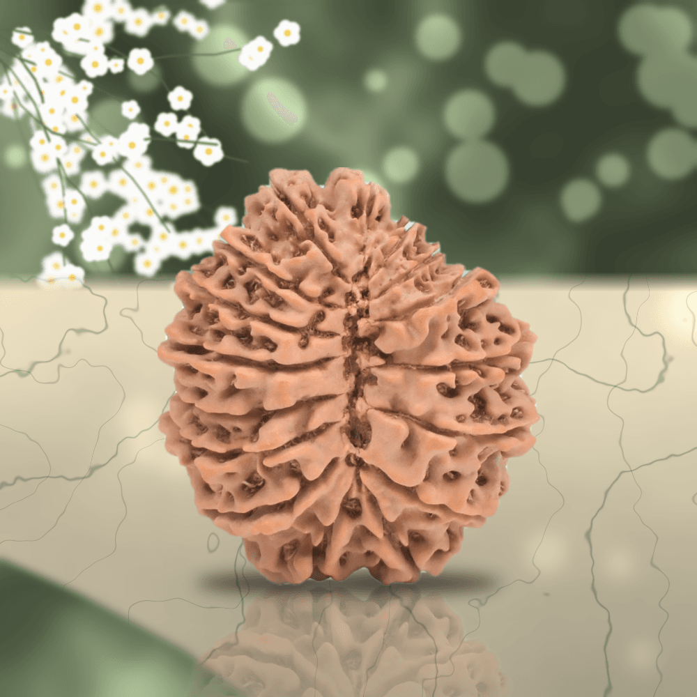 16 Mukhi Nepal Rudraksha Regular 23mm