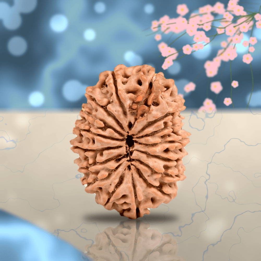 16 Mukhi Nepal Rudraksha Regular 24mm
