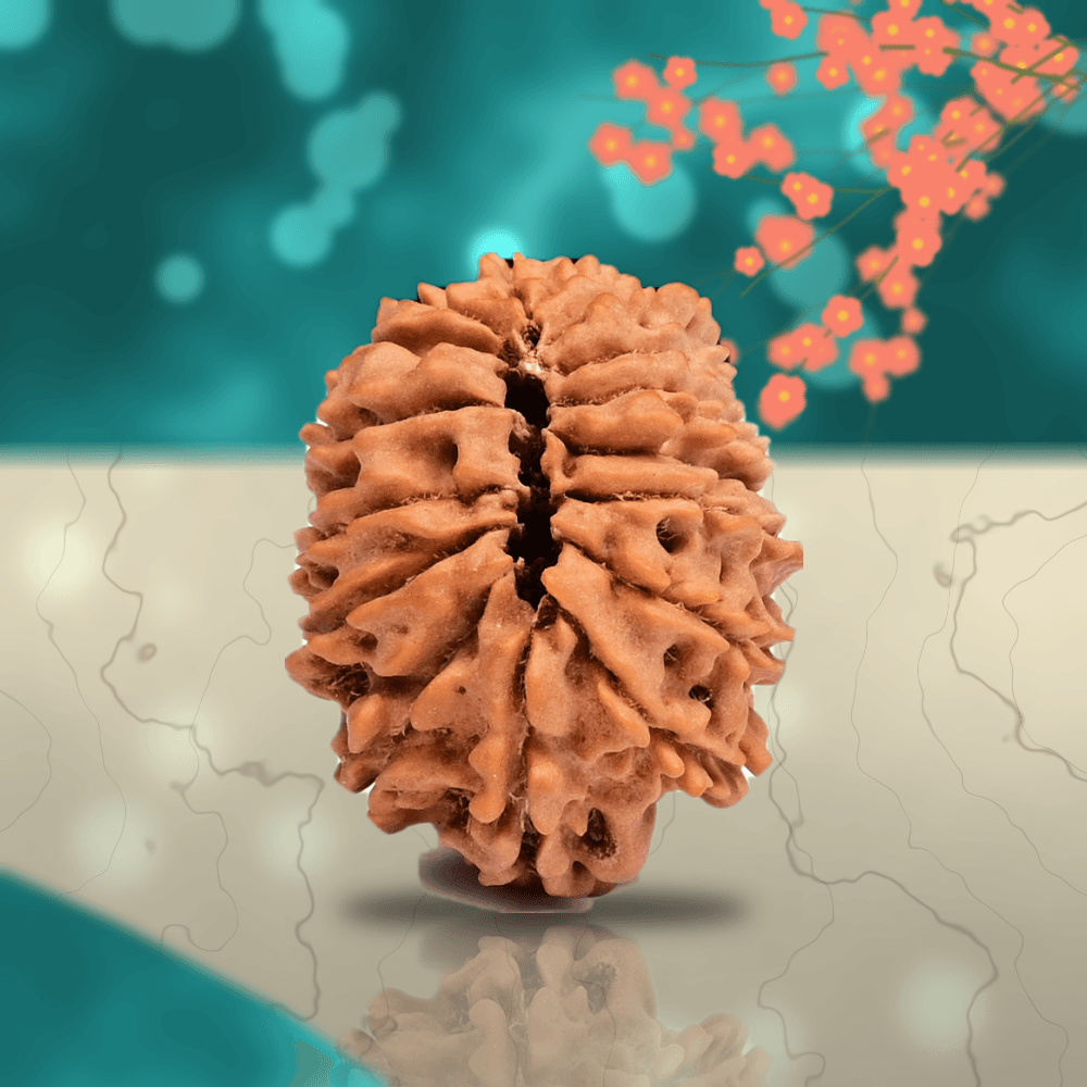 16 Mukhi Nepal Rudraksha Regular 25mm