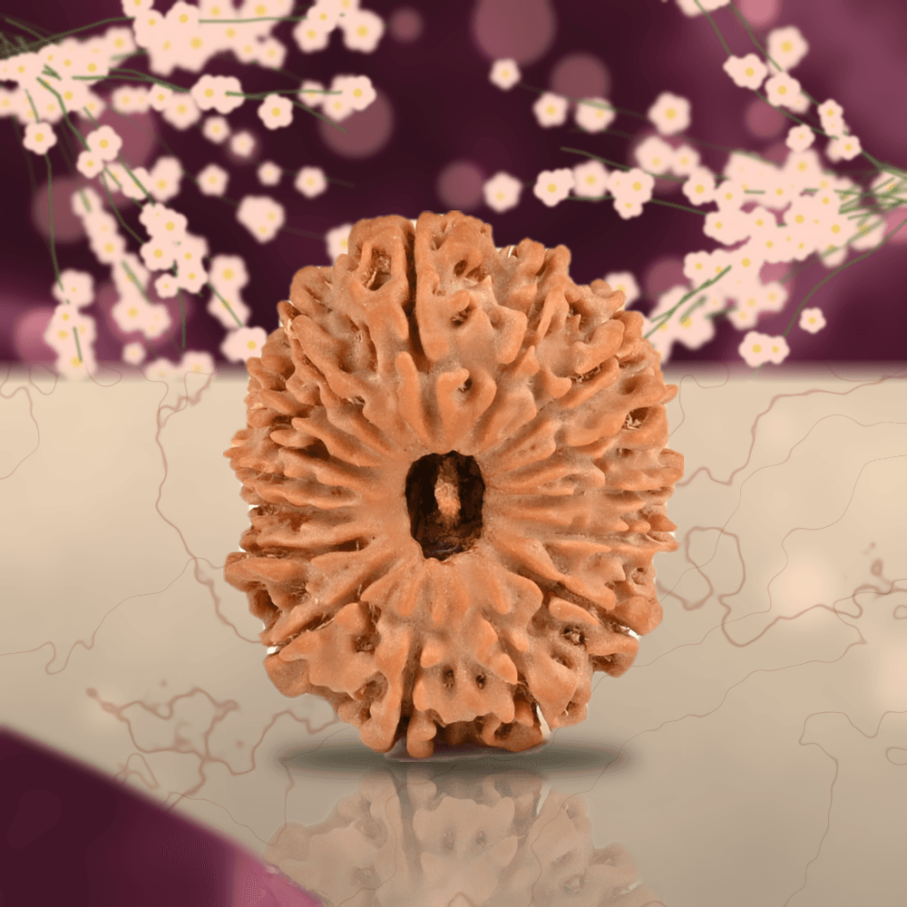 16 Mukhi Nepal Rudraksha Large 26mm
