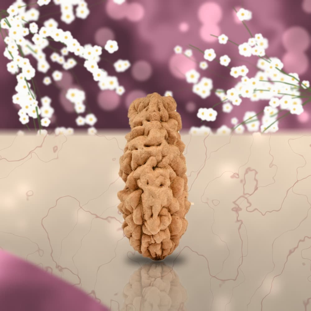 1 Mukhi Nepal Rudraksha Small 20mm