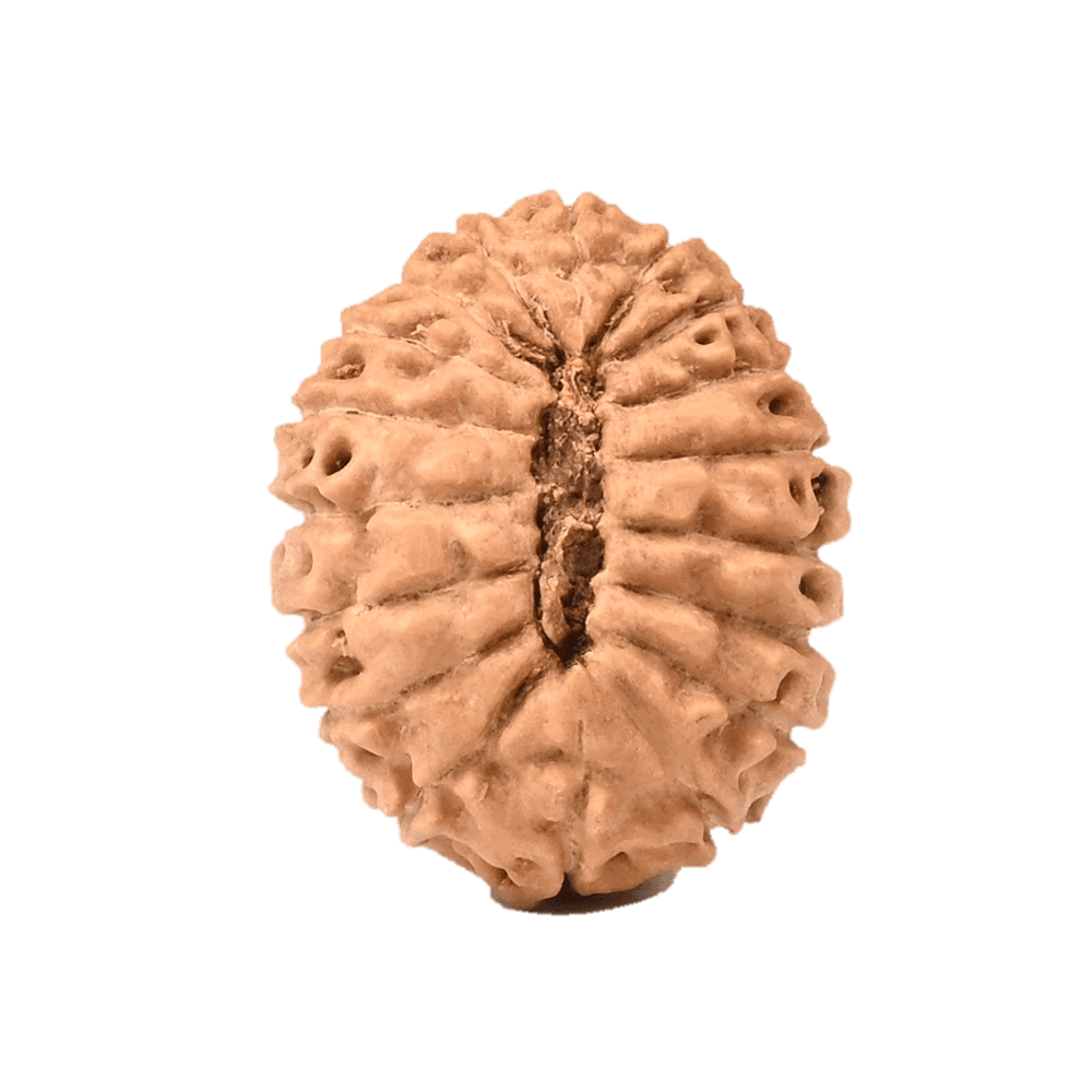 18 Mukhi Java Indonesia Rudraksha Small 14mm