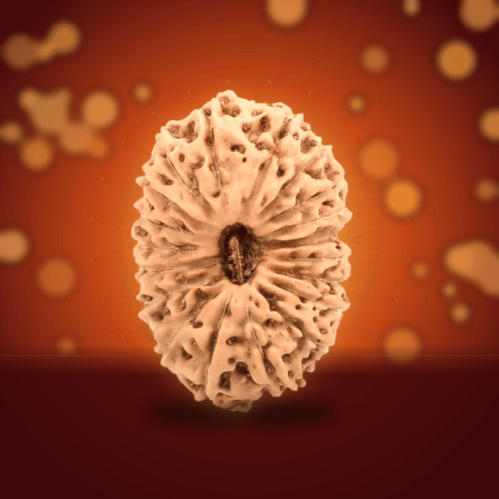 19 Mukhi Java Indonesia Rudraksha Regular 17mm
