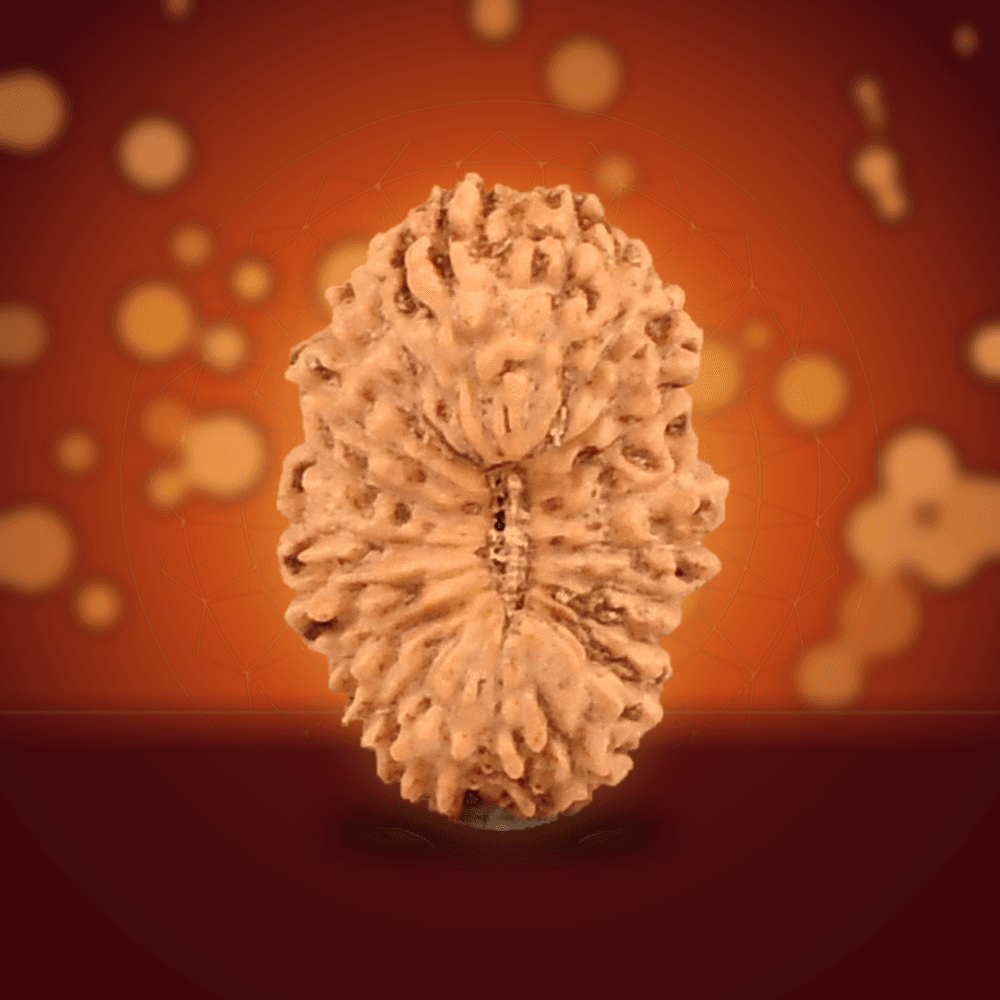 20 Mukhi Java Indonesia Rudraksha Small 15mm