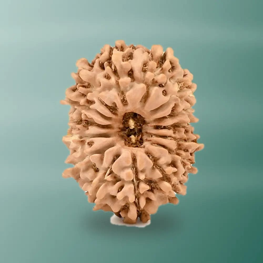 15 Mukhi Nepal Rudraksha