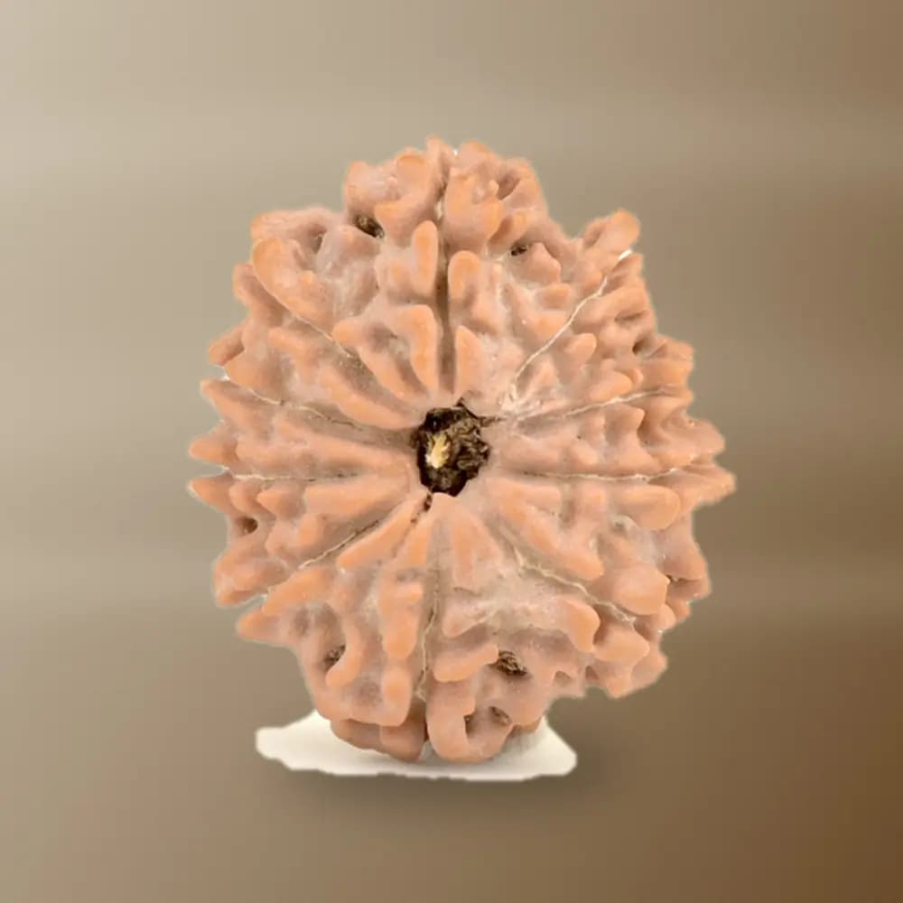 10 Mukhi Nepal Rudraksha