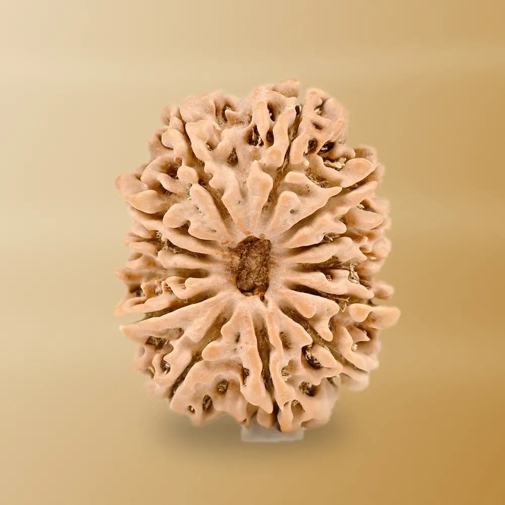 13 Mukhi Rudraksha