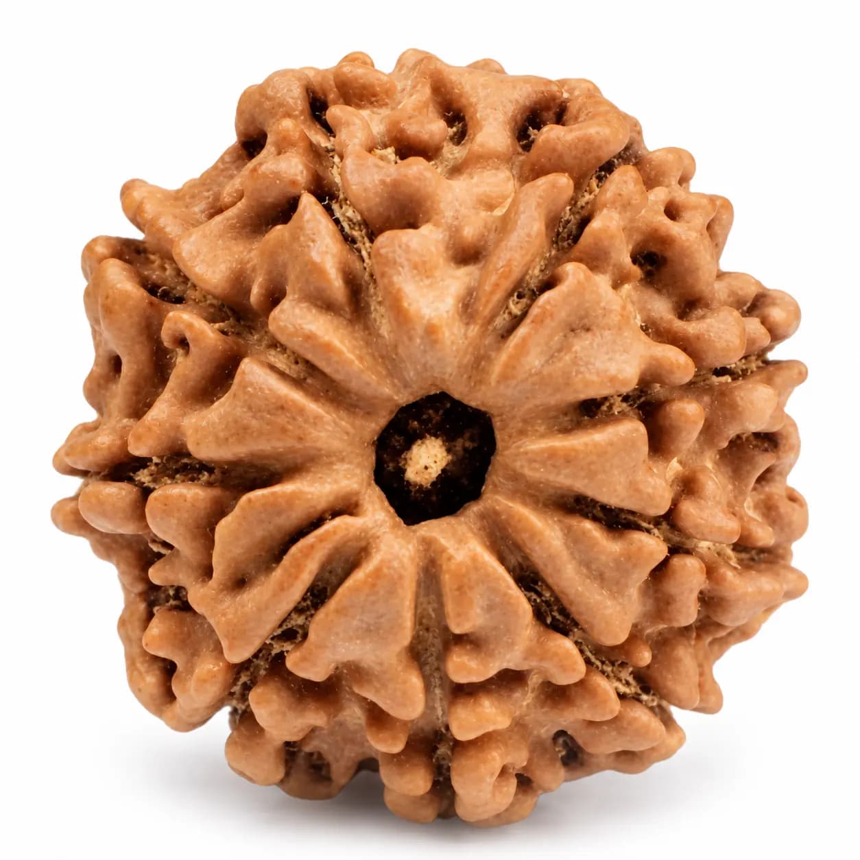 9 Mukhi Nepal Rudraksha