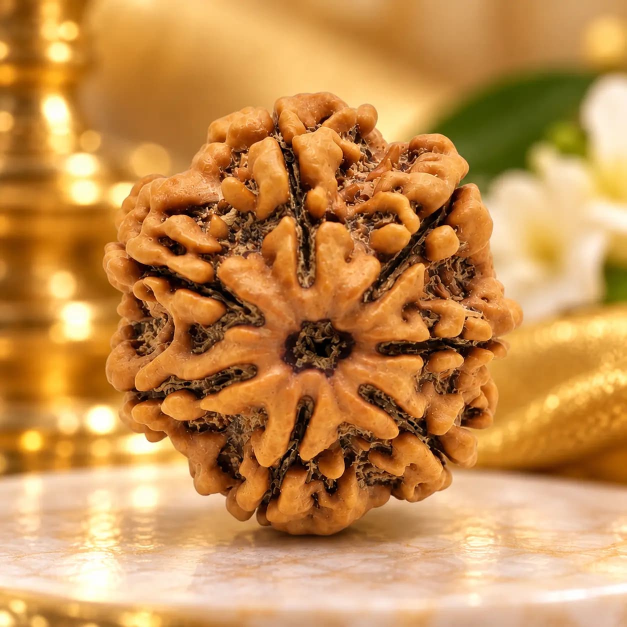 7 Mukhi Rudraksha Natural