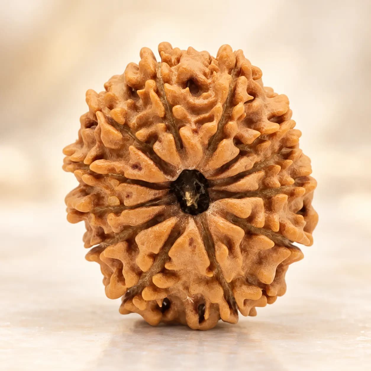 12 Mukhi Rudraksha Natural