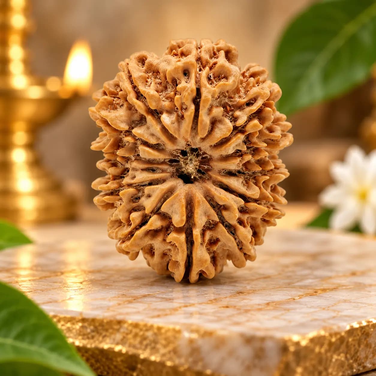 12 Mukhi Rudraksha Nepal (Original)