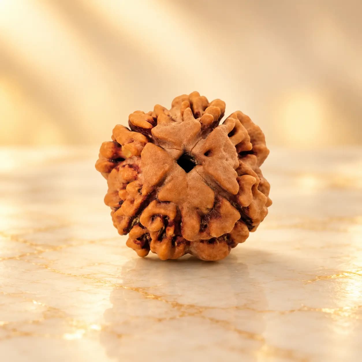 4 Mukhi Rudraksha Natural