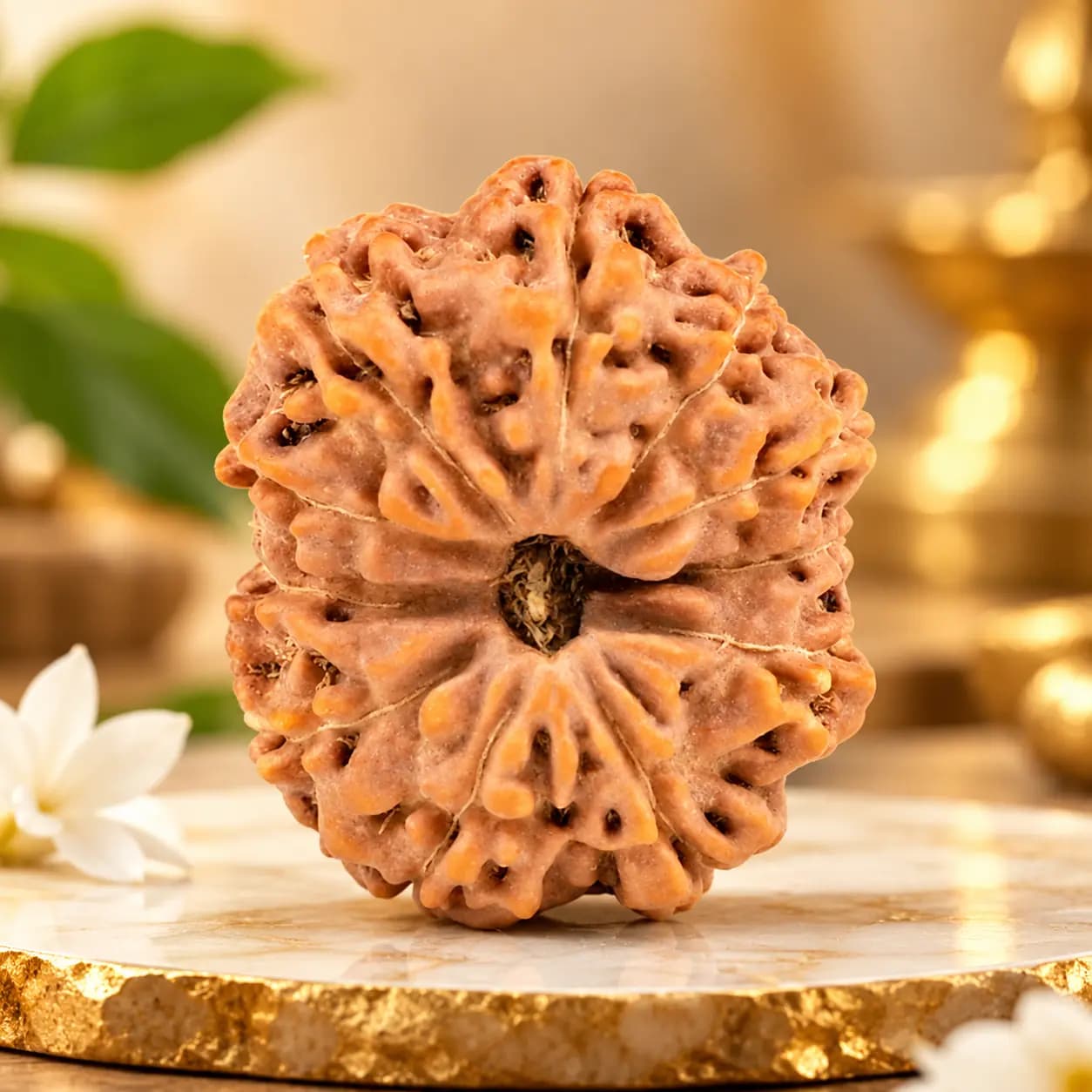 Fifteen Mukhi Java Indonesia Small