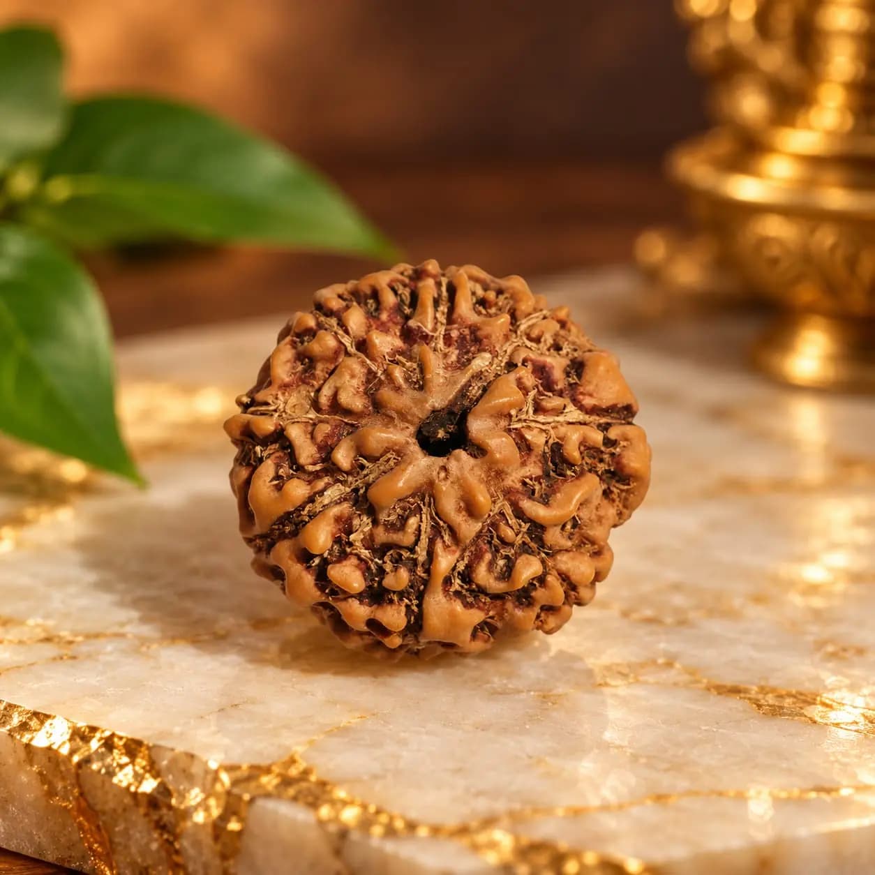 Eight Mukhi Java Indonesia Regular