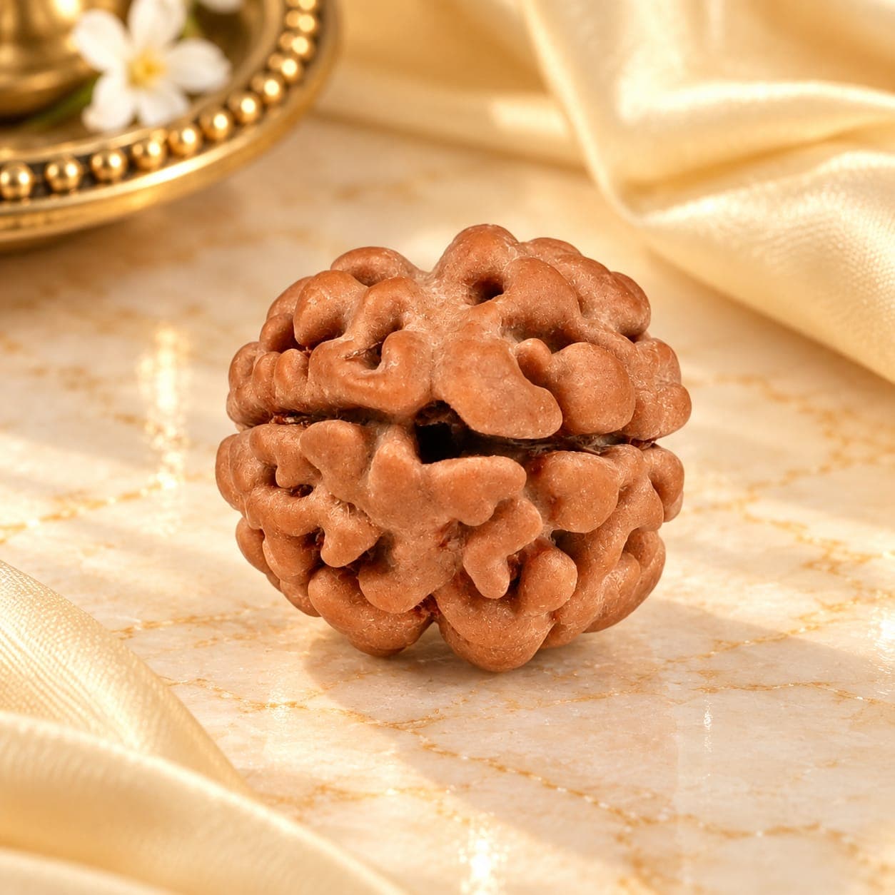 Rare 2 Mukhi from Nepal Small - 1