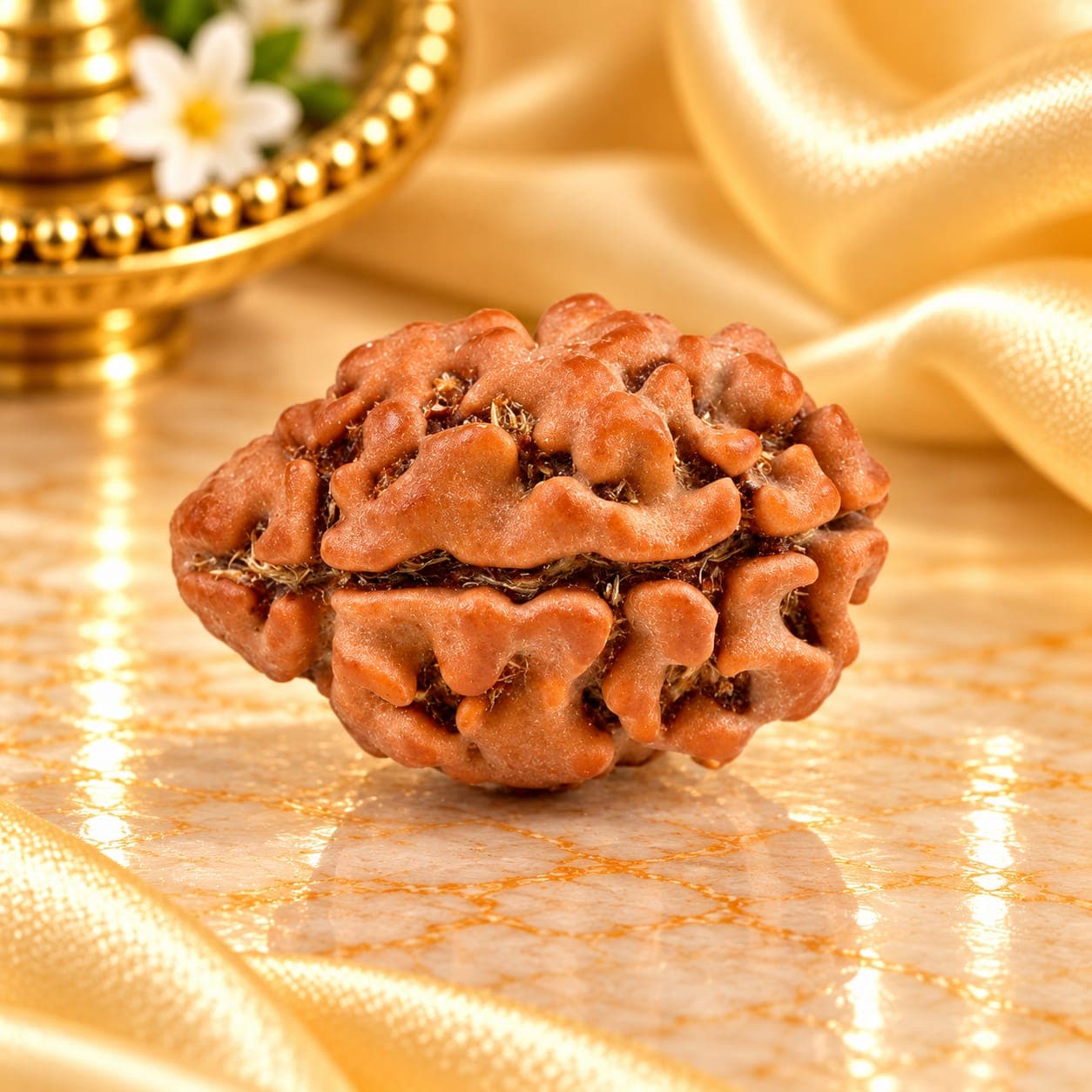 Rare 2 Mukhi from Nepal Small