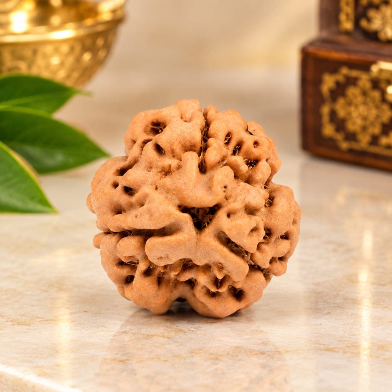 Collector 3 Mukhi from Nepal - 3
