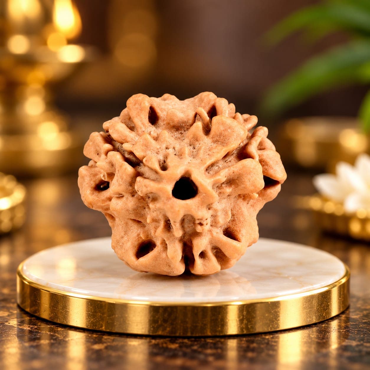 Collector 3 Mukhi from Nepal - 4