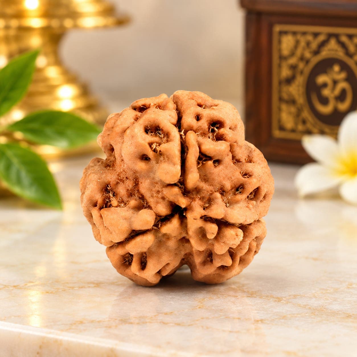 Super Collector 3 Mukhi from Nepal - 5