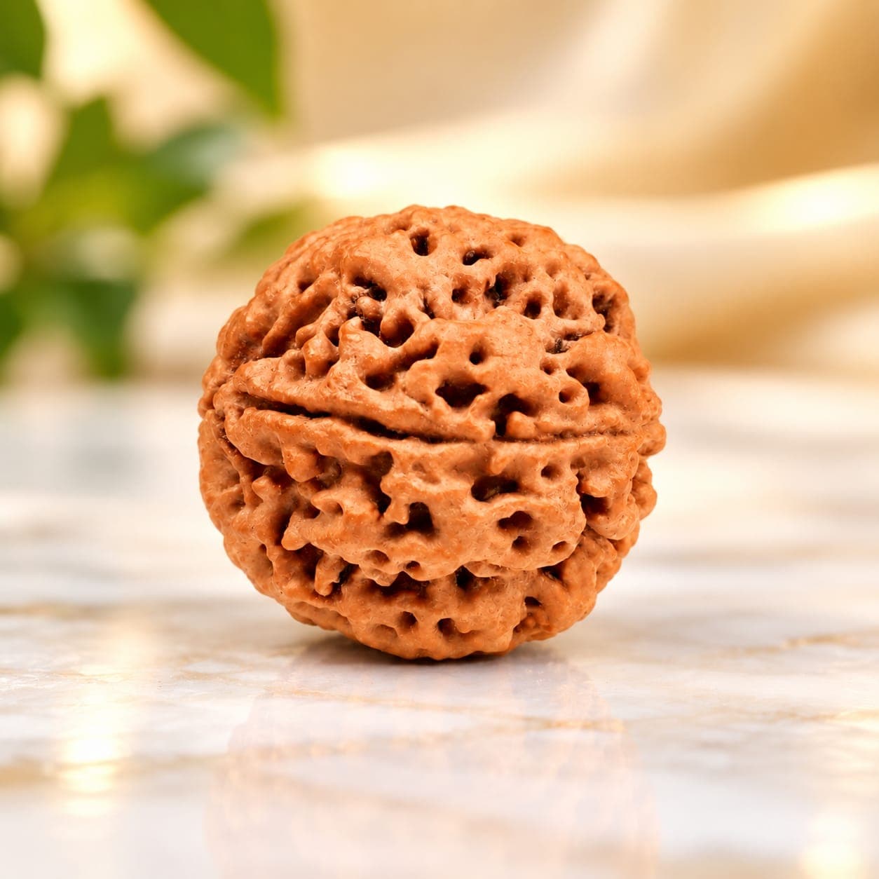 Collector 4 Mukhi from Nepal - DLXXIX