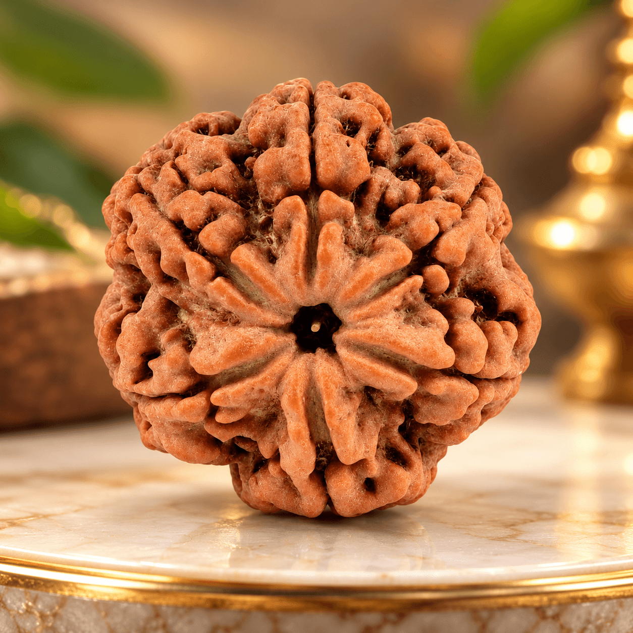6 Mukhi Nepal Rudraksha Small