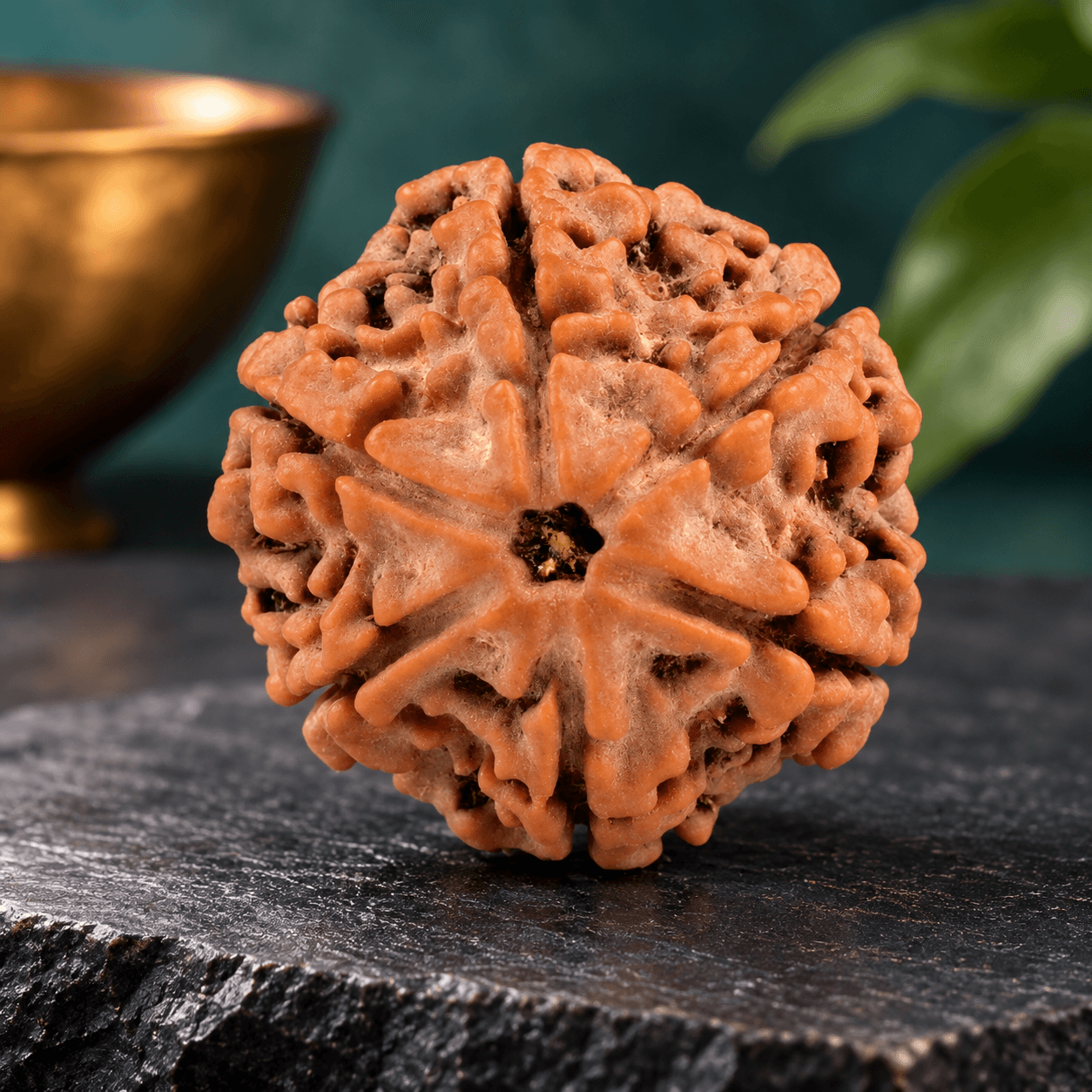 6 Mukhi Nepal Rudraksha Large