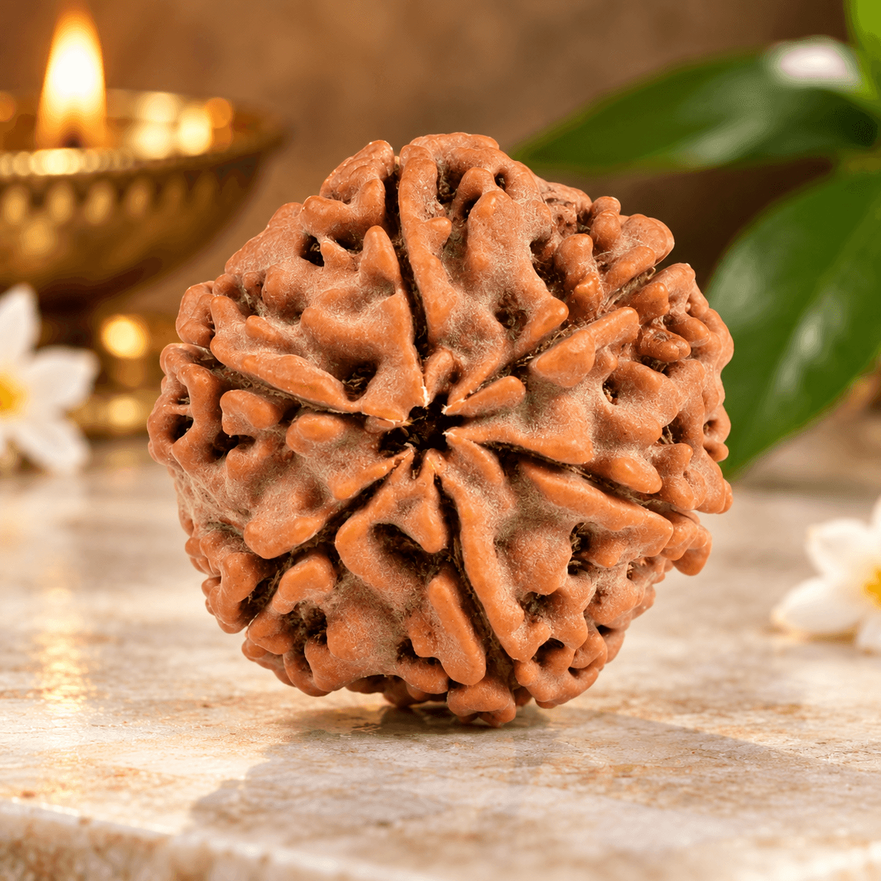 6 Mukhi Nepal Rudraksha Large 22mm