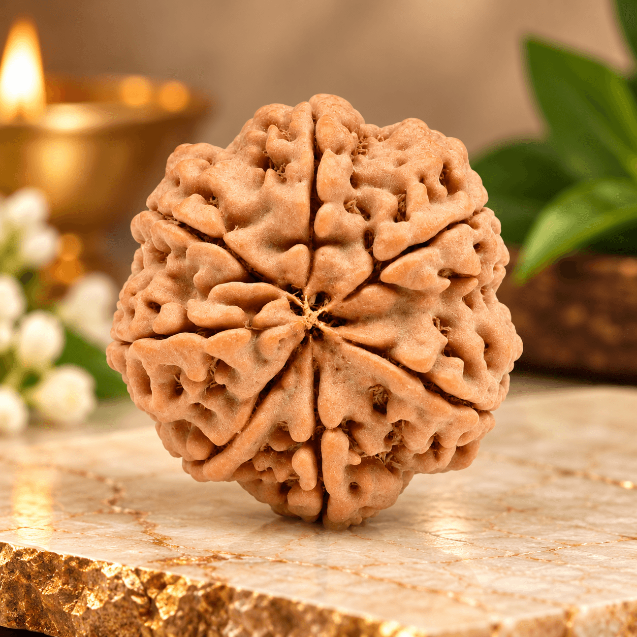 7 Mukhi Nepal Rudraksha Large 22mm