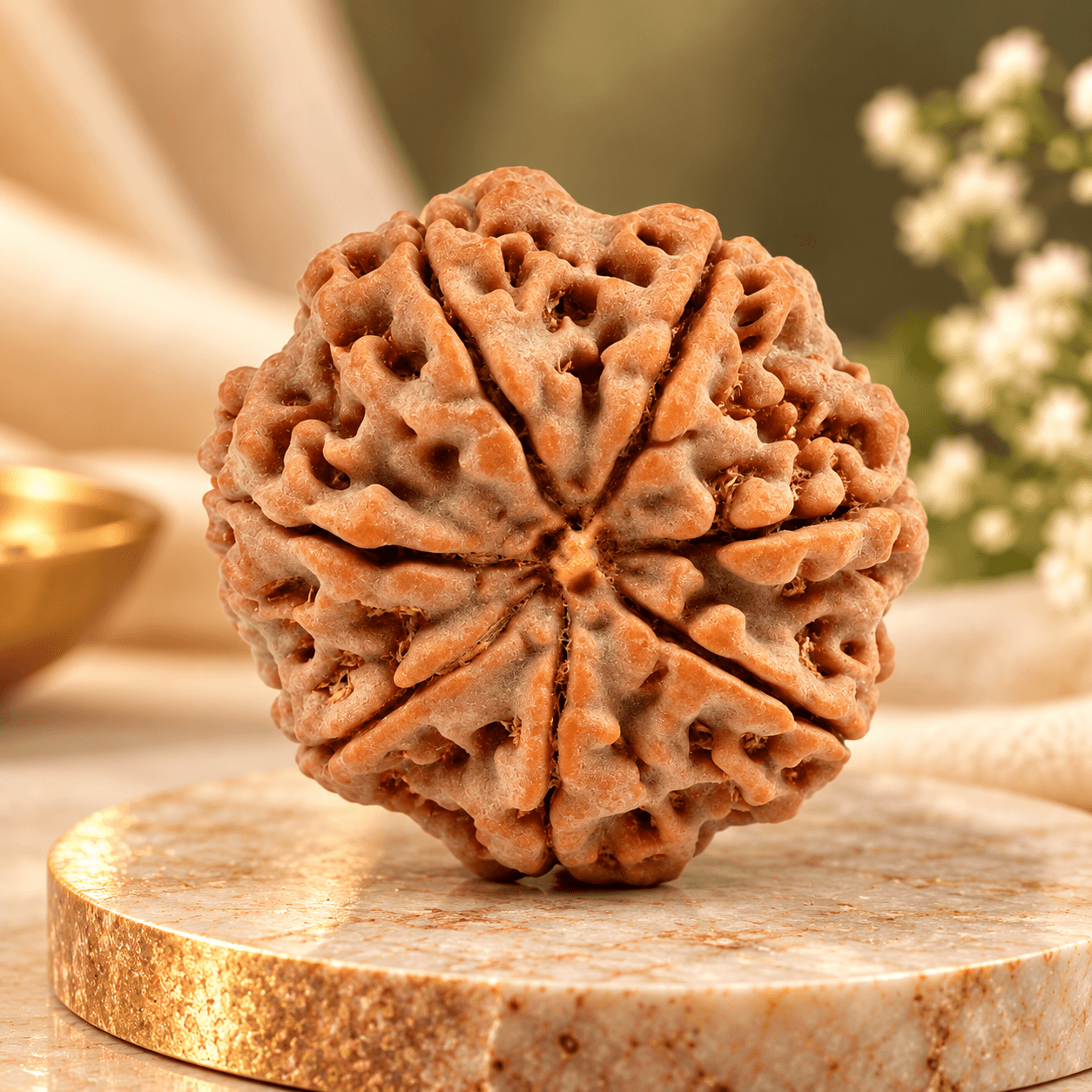 7 Mukhi Nepal Rudraksha Collector 24mm