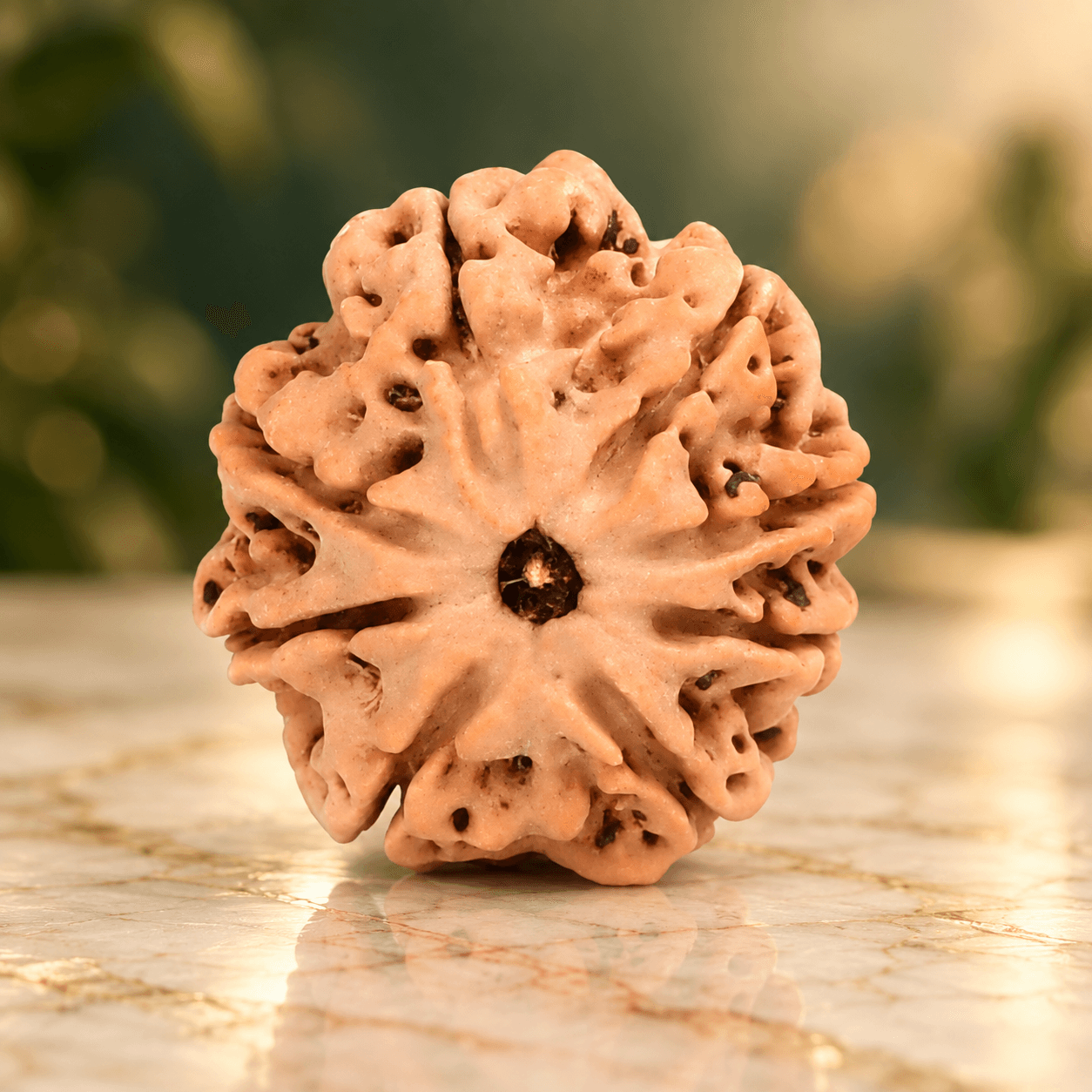 8 Mukhi from Nepal Regular - 25 mm