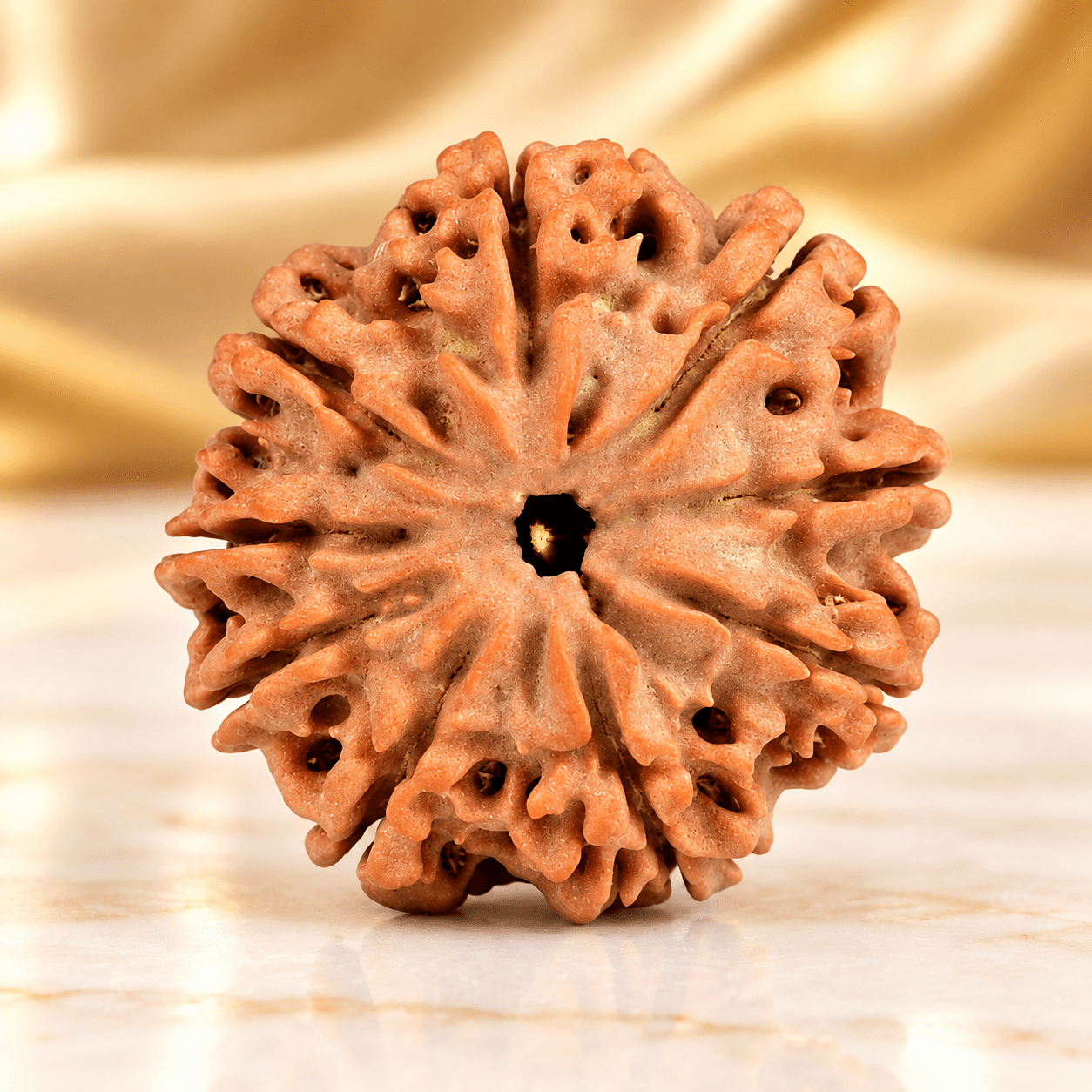 9 Mukhi from Nepal Small - 21 mm