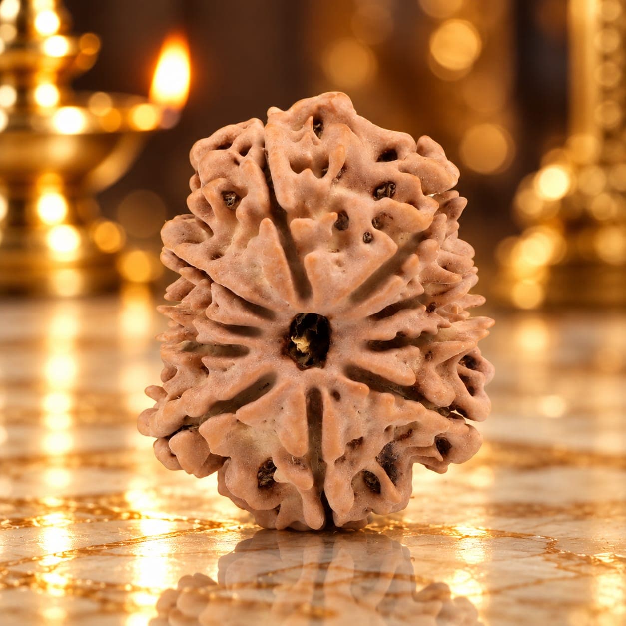 10 Mukhi from Nepal Small - 20 mm