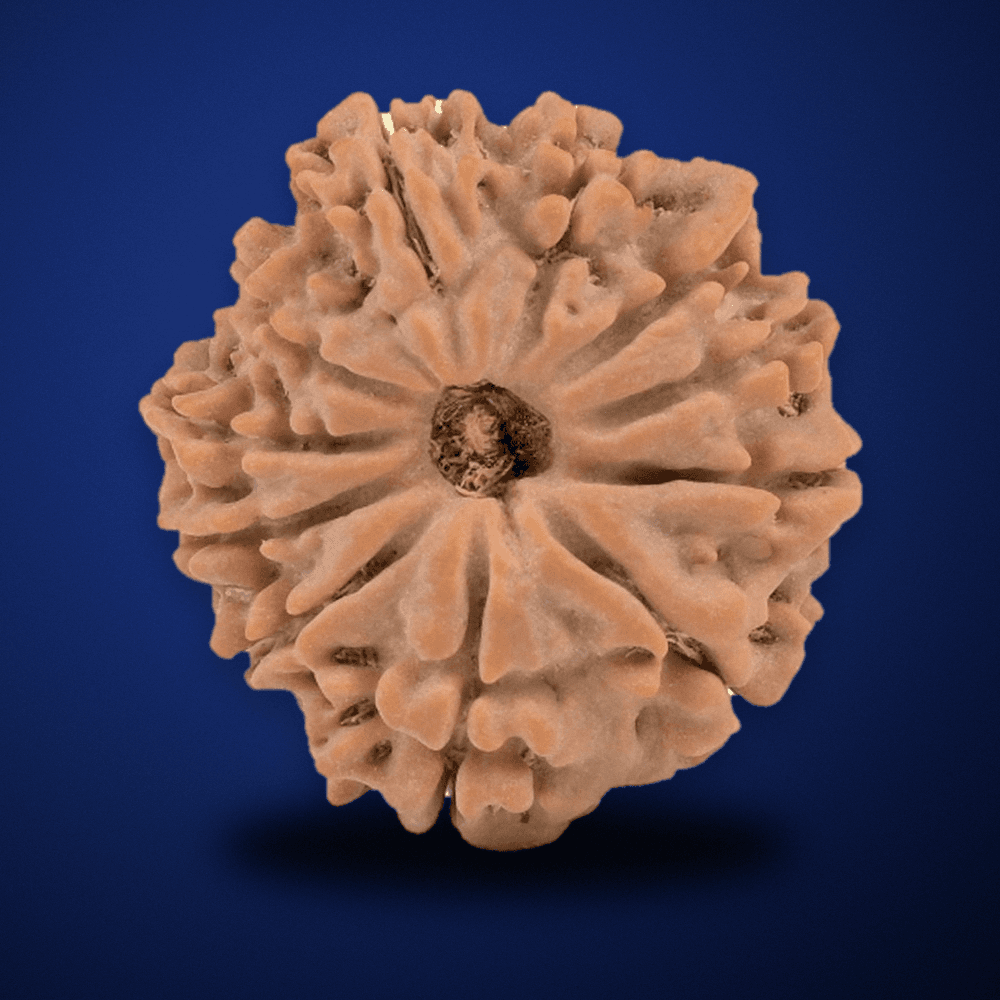 11 Mukhi Nepal Rudraksha Small 21mm