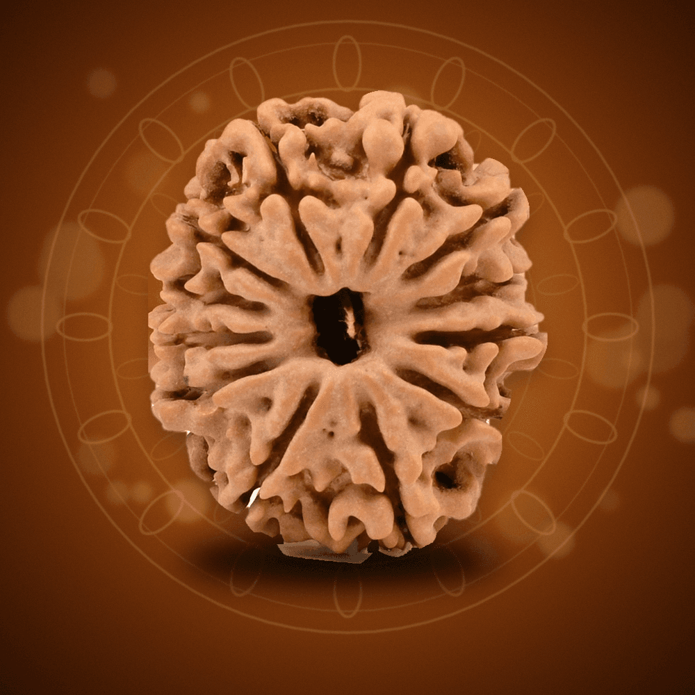12 Mukhi Nepal Rudraksha Small 18mm