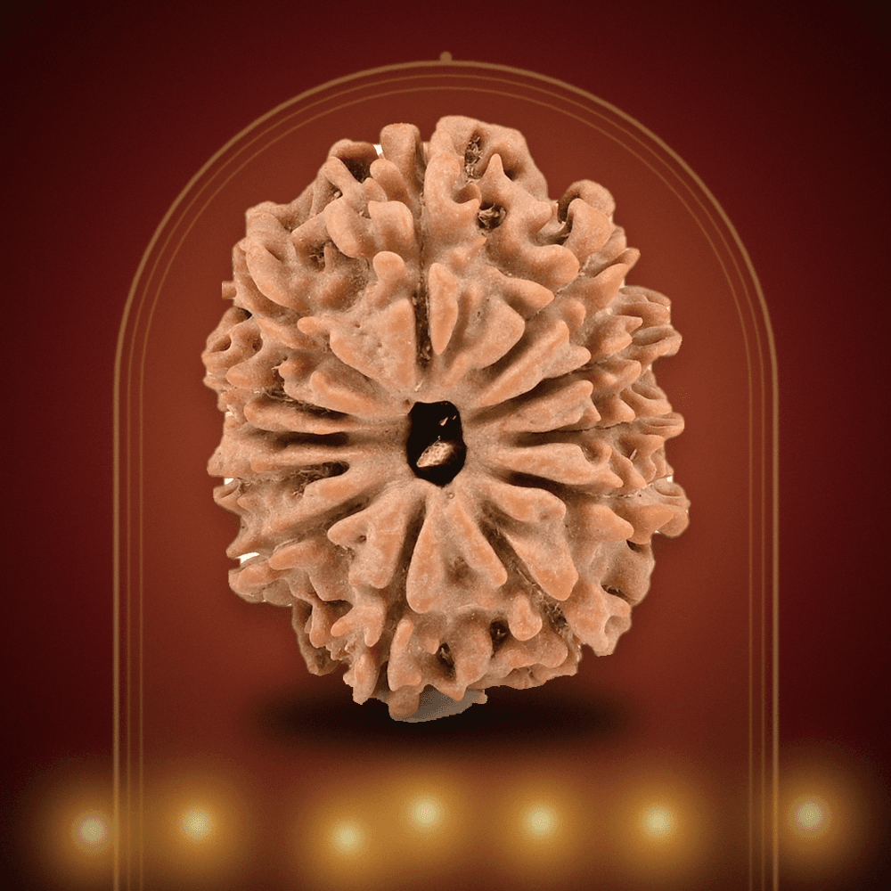 12 Mukhi Nepal Rudraksha Small 19mm