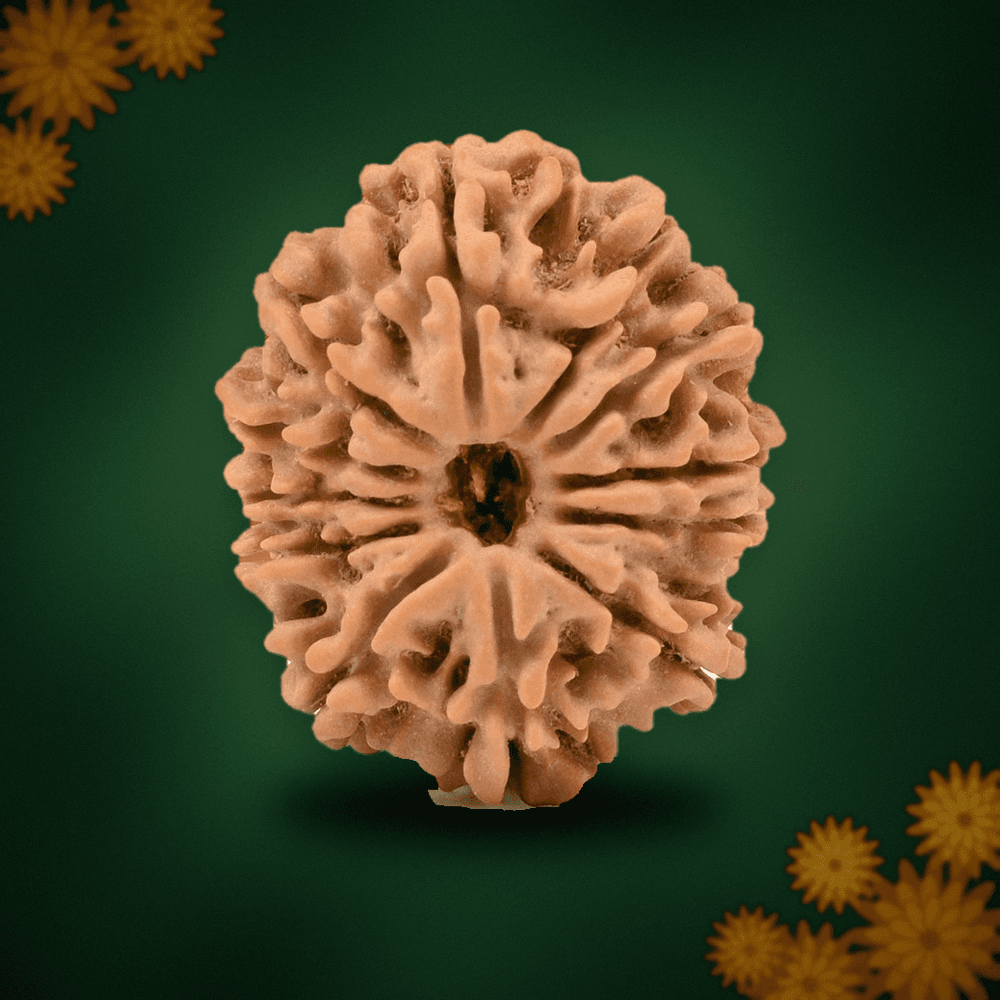 12 Mukhi Nepal Rudraksha Small 20mm