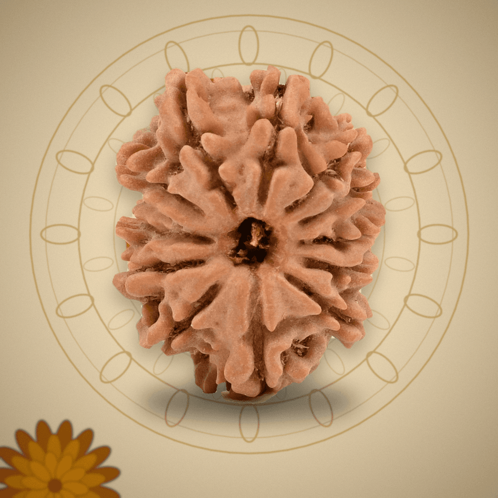 12 Mukhi Nepal Rudraksha Small 21mm