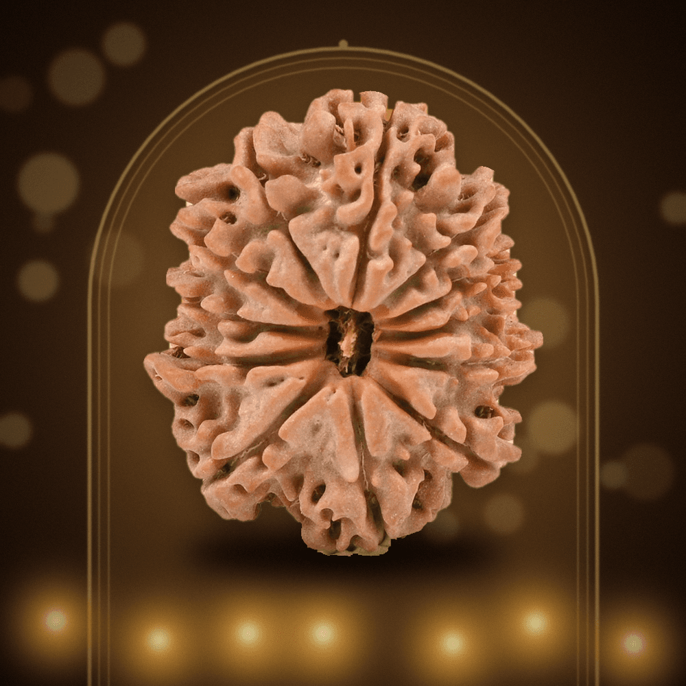12 Mukhi Nepal Rudraksha Regular 23mm
