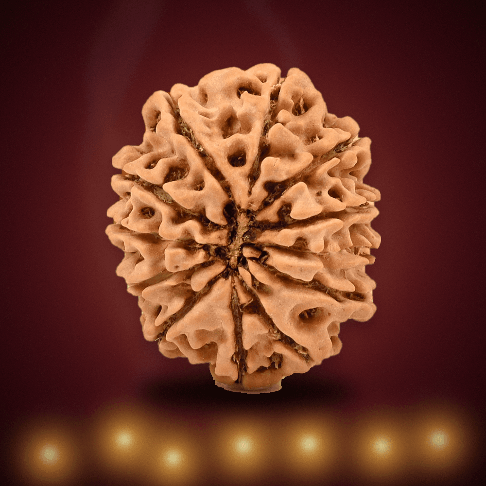 12 Mukhi Nepal Rudraksha Regular 24mm