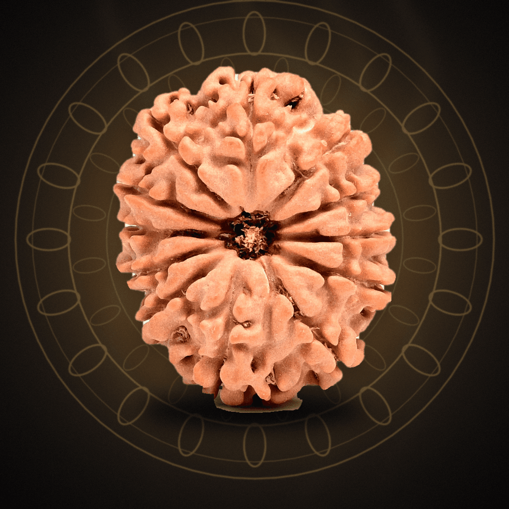 12 Mukhi Nepal Rudraksha Large 27mm