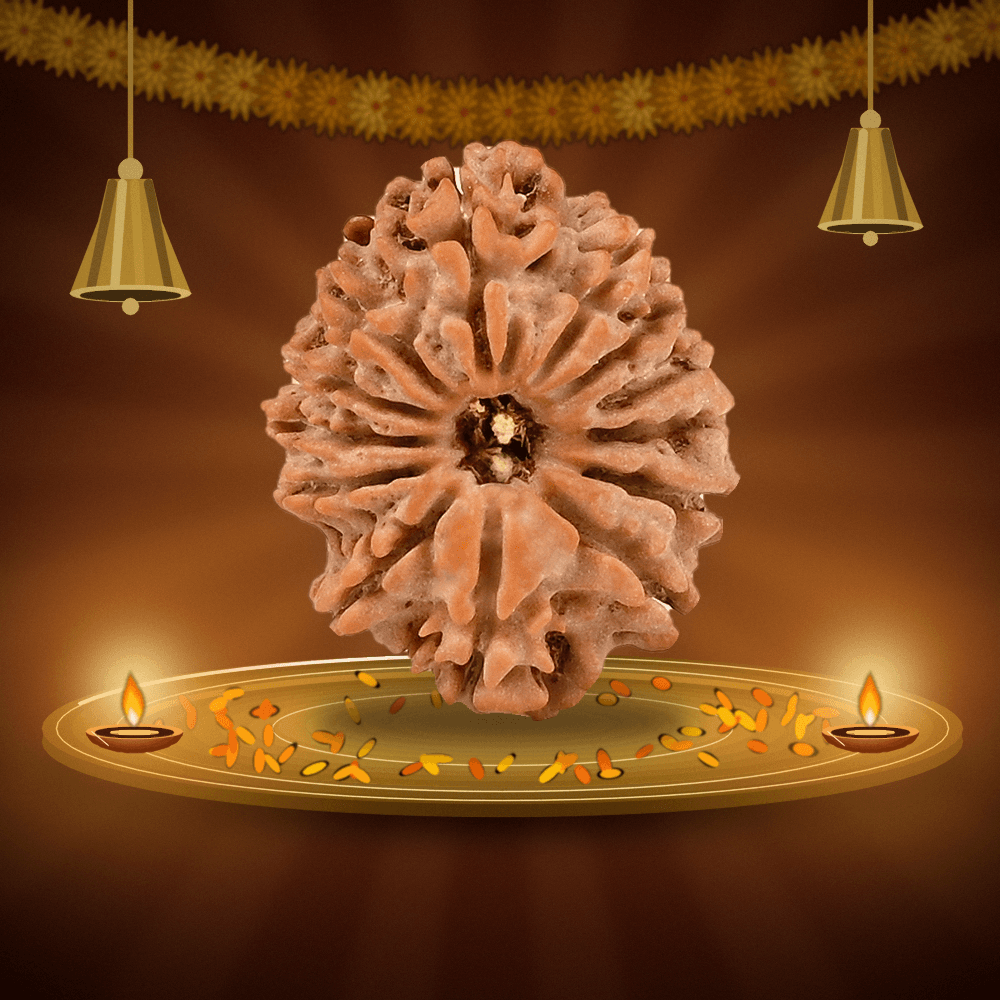 13 Mukhi Nepal Rudraksha Small 18mm