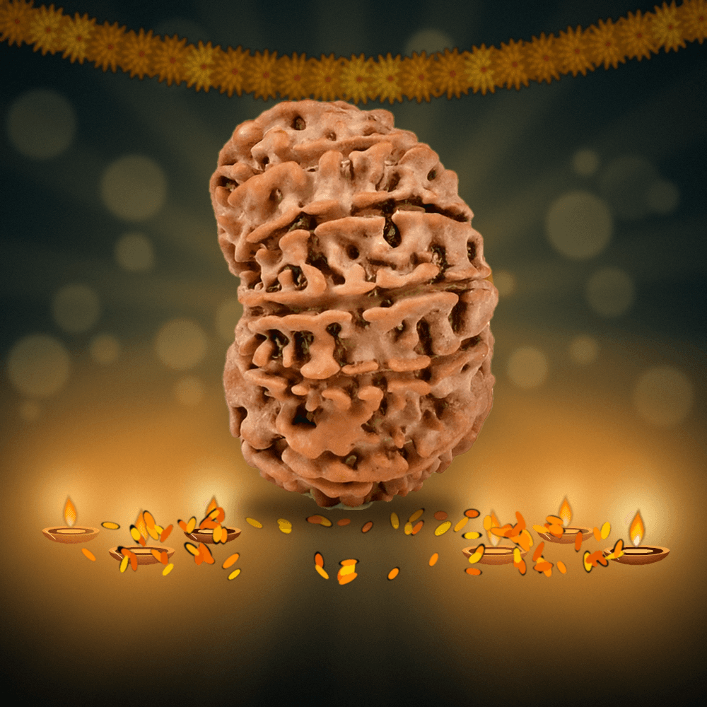 13 Mukhi Nepal Rudraksha Small 20mm