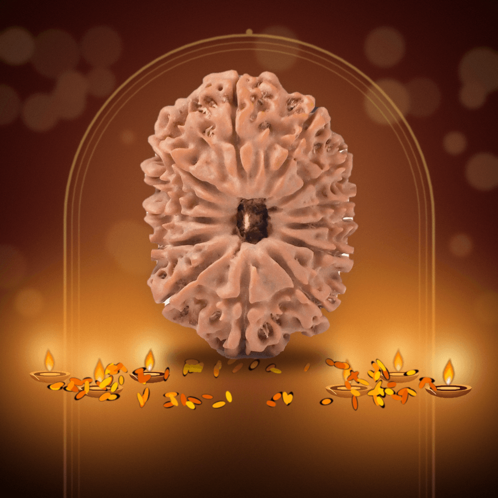 13 Mukhi Nepal Rudraksha Regular 24mm