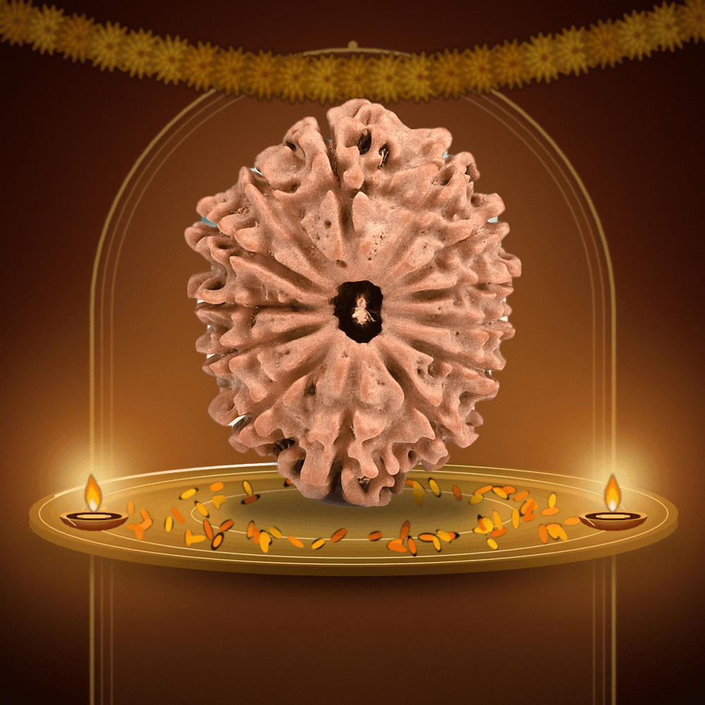 13 Mukhi Nepal Rudraksha Regular 25mm